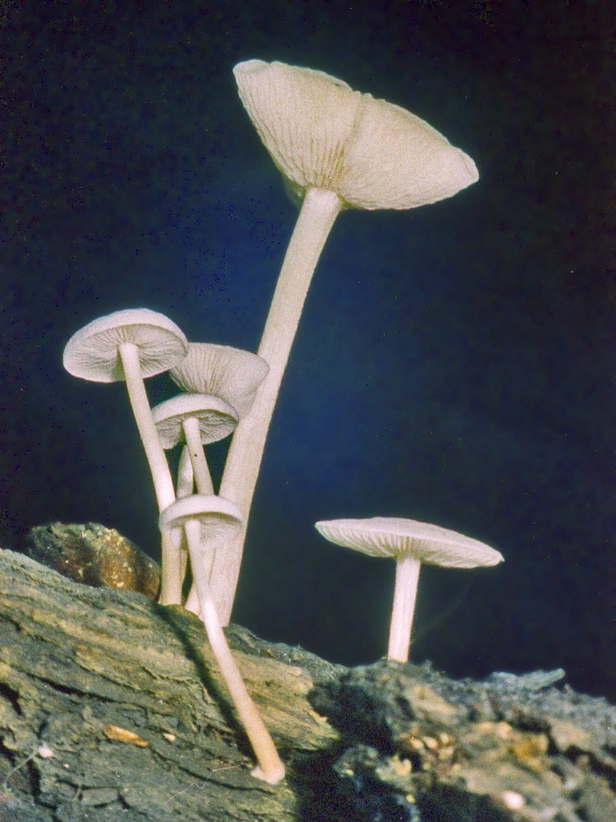 Funghi in miniera
